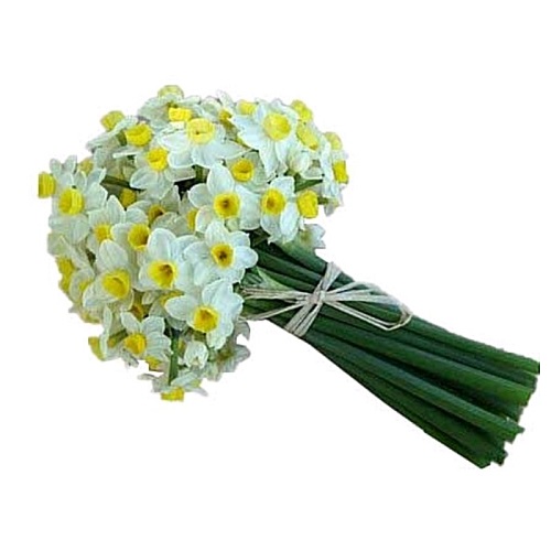 دسته گل نرگس حدود 20 شاخه ای